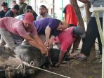 Sapi sumbangan Kapolri sedang disembelih