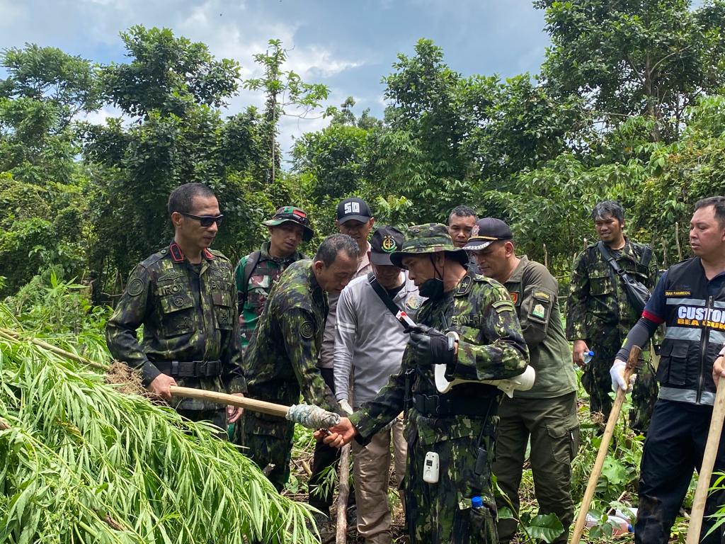 Pemusnahan ganja yang ditemukan Petugas