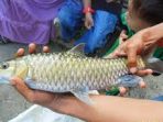 Penangkapan ikan Jurung ilegal diprotes masyarakat