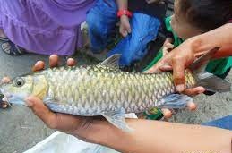 Penangkapan ikan Jurung ilegal diprotes masyarakat