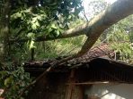 Pohon yang tumbang menimpa atap rumah