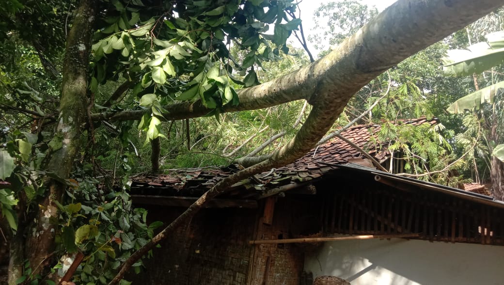Pohon yang tumbang menimpa atap rumah