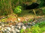 Lokasi proyek pembuatan bronjong penahan tebing jalan